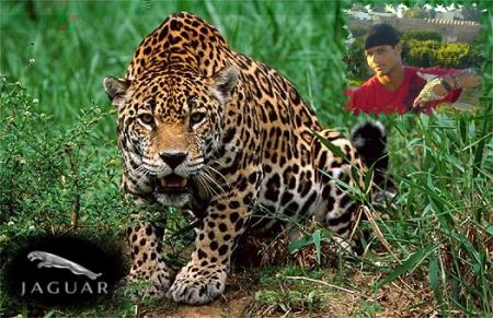 jaguar